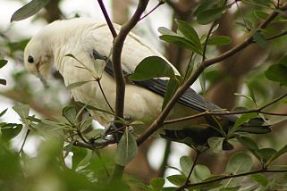 Ducula bicolor - Zweifarben-Fruchttaube (Muskatnuss-Fruchttaube)